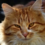 Аватар Мордочка рыжего кота