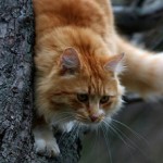 99px.ru аватар Рыжий кот на дереве