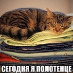 Аватар Котенок лежит на полотенце, (сегодня я-полотенце)