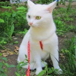 99px.ru аватар Белый котенок с красным ремешком