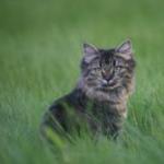Аватар Серый котенок сидит в траве
