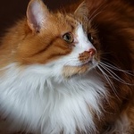 Аватар Рыжий кот, фотограф Ирина Приходько