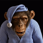 Аватар Шимпанзе рычит на будильник
