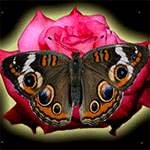 99px.ru аватар Бабочка на розе