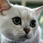 Аватар Мордочка серой кошки
