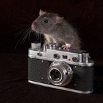 Аватар Серая крыса положила лапку на фотоаппарат