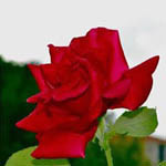 99px.ru аватар Красная роза на размытом фоне