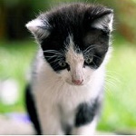 Аватар Грустный котенок опустил голову