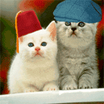 99px.ru аватар Белый кот в красной шапочке с кисточкой, серый кот в кепке трогает лапой сзади белого кота