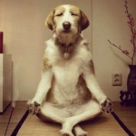 99px.ru аватар Собака медитирует на полу