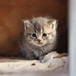 Аватар Маленький серый котенок