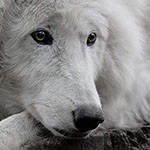 Аватар Морда белого волка крупным планом