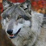 Аватар Волк с зелеными глазами на размытом фоне