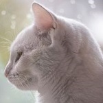 99px.ru аватар Белая кошка в профиль