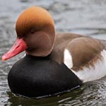 99px.ru аватар Утка плывет по воде
