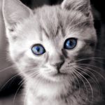 Аватар Серый кот с голубыми глазами