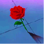 99px.ru аватар Красная роза под дождем