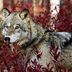 Аватар Волк стоит среди кустов с осенними листьями