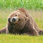 99px.ru аватар Медведь лежит на траве, приложил лапу к морде