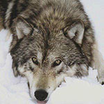 99px.ru аватар Волк лежит на снегу