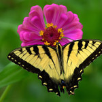 99px.ru аватар Бабочка на розовом цветке