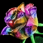 99px.ru аватар Разnоцветnая яркая роза