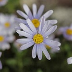 Аватар Белые ромашки на размытом фоне