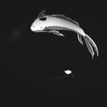 99px.ru аватар Черная и белая рыбки плавают изображая инь-янь