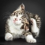 Аватар Котенок чешет себя лапкой