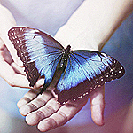 99px.ru аватар Синяя бабочка в руках человека