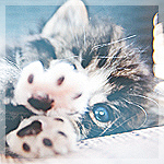 99px.ru аватар Милый котенок на размытом фоне протягивает лапки вперед