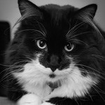 Аватар Черно-белый кот на черно-белом фоне