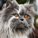 Аватар Серый кот с коричневыми глазами