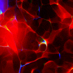 99px.ru аватар Абстракция в рубиновой плазме радужные оттенки