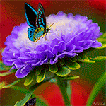 99px.ru аватар Красивая бабочка на сиреневом цветке астры
