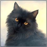 99px.ru аватар Черная кошка с янтарными глазами, by areot
