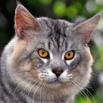 99px.ru аватар Серый кот с желтыми глазами