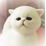 Аватар Маленький белый котенок