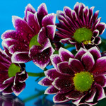99px.ru аватар Сиреневые цветы на фоне неба с капельками воды