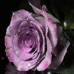99px.ru аватар Красивая блестящая роза