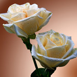 99px.ru аватар Белые розы на коричневом фоне