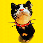 99px.ru аватар Черно-белый кот с пирсингом в носу и в ухе, с красным ошейником