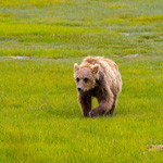 99px.ru аватар Бурый медведь идет по траве