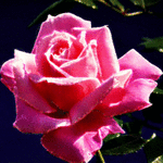 Аватар Красивая блестящая роза