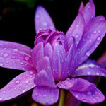 99px.ru аватар Розовая водяная лилия с каплями воды
