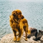Аватар Пес стоит на камне у воды