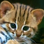 Аватар Мордочка маленького леопарда
