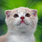 Аватар Котик смотрит вверх