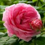 Аватар Розовая роза с бутоном