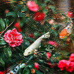 99px.ru аватар Рыбы в воде с цветами